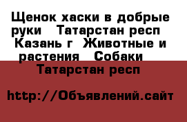 Щенок хаски в добрые руки - Татарстан респ., Казань г. Животные и растения » Собаки   . Татарстан респ.